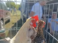 Chickens — fotografija 7