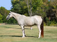 Kobila, Skyros Pony — fotografija 2