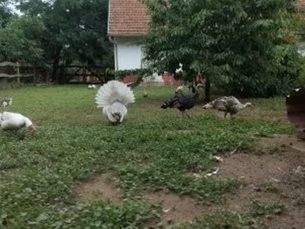 Turkeys — Węgry
