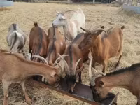母山羊, Alpine goat — 照片 2