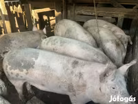 Säue, Schweine — Foto 2
