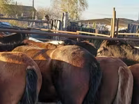 Konji (partija, pol nije naveden), Horse breed — fotografija 3