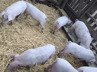 Świnie (partia, płeć nieokreślona) — zdjęcie 1
