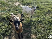 母山羊, Goats — 照片 6