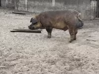 Boar, Дюрок — photo 1