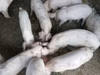 Cerda, Cerdos — foto 1