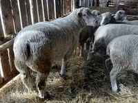 Qoç, Ile-de-France sheep — foto 1
