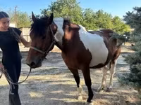 Kobyła, Pinto horses — zdjęcie 4
