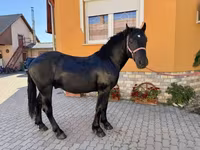حصان, Hungarian horse breed — الصورة 7