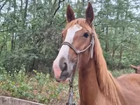 Égua, Hungarian horse breed — foto 4