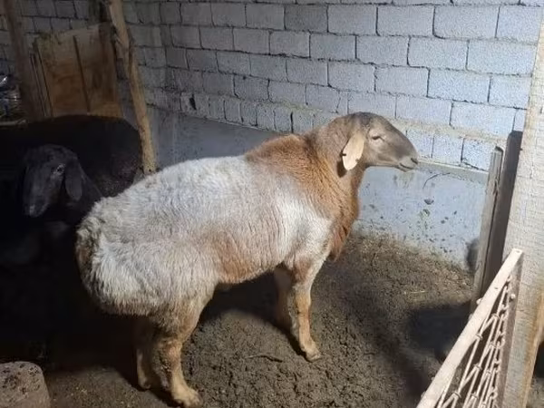 Вівці (партія, стать не вказано), Вівці