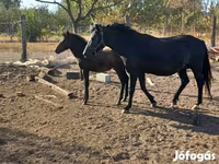 Yegua, Caballos — foto 3