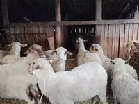 Schaf, Ile-de-France sheep — Foto 4