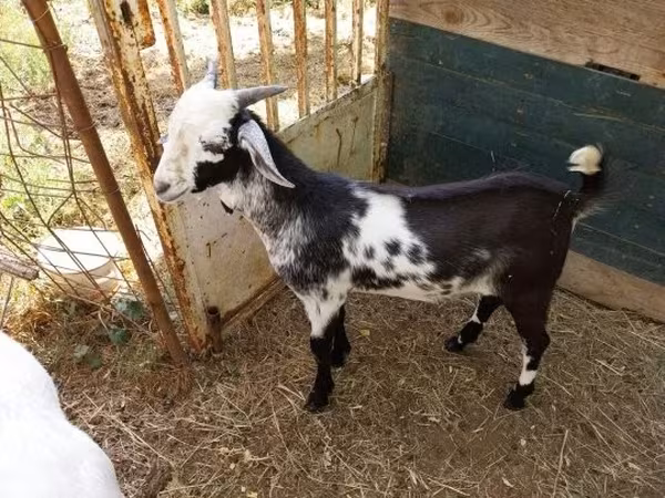 Kozioł, Nubian Goat