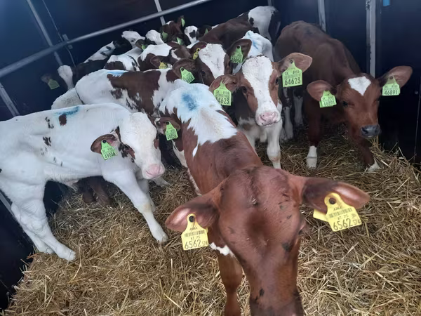 Toro, Simmental cattle
