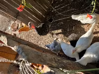 Seidenhuhn — Foto 1