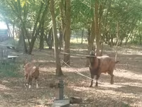 Козёл, Козлы — фото 2