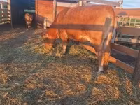 母牛, Simmental cattle — 照片 2