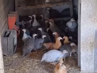 Guinea fowl — zdjęcie 2