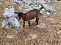 Ziege, Ziegen — Foto 3