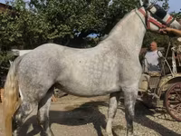 Kobila, Andalusian horse — fotografija 2