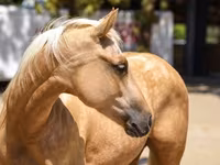 Madyan, Quarter Horse — foto 3