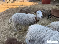 Schaf, Merino sheep — Foto 1
