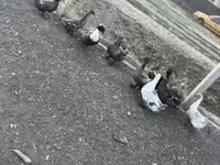 Ducks — फ़ोटो 1