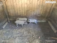 Pigs (batch, sex not specified), Мангалица — photo 1