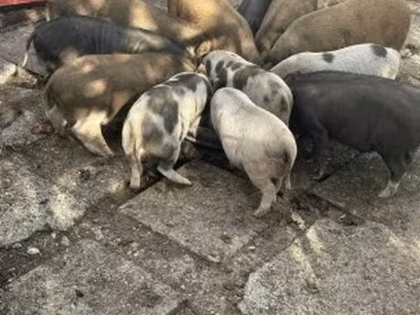 Хряк, Австралийская дикая