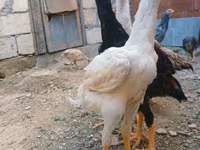 Chickens — fotografija 1