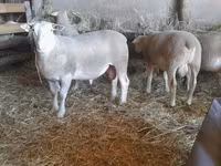 Baran, Owce — zdjęcie 2