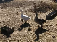Geese — zdjęcie 3