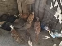 Guinea fowl — Foto 3
