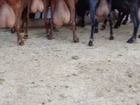 Koza, Murcia-Granada goats — fotografija 2