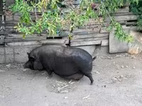 母猪, Вьетнамская вислобрюхая — 照片 1