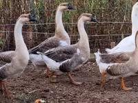 Geese — 写真 2
