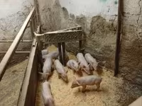 नर सूअर, सूअर — फ़ोटो 4