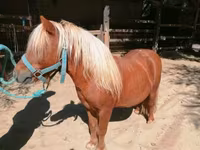 حصان, Shetland Pony — الصورة 2