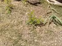 Ducks — foto 1