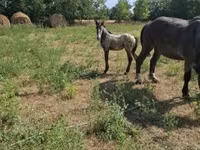 Caballo, Lipizzaner — foto 1