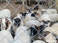 Schaf, Tsigai sheep — Foto 4