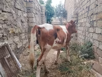 雌牛, Simmental cattle — 写真 7
