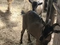 母山羊, Goats — 照片 4