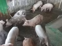 母猪, Pigs — 照片 3
