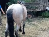 Yegua, Caballos — foto 5