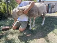 Schaf, Lacaune sheep — Foto 4