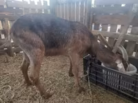 Dişi keçi, Nubian Goat — foto 2