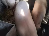 नर सूअर, सूअर — फ़ोटो 1