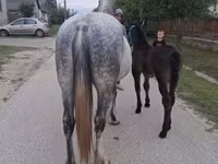 Stute, Friesian — Foto 5